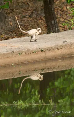 Langurs et reflets 2
