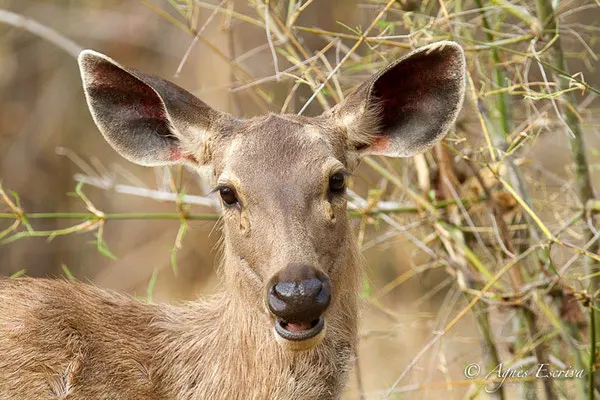 Sambar femelle