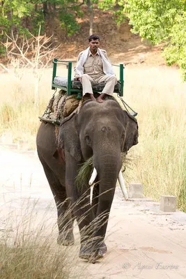 Eléphant et son mahout