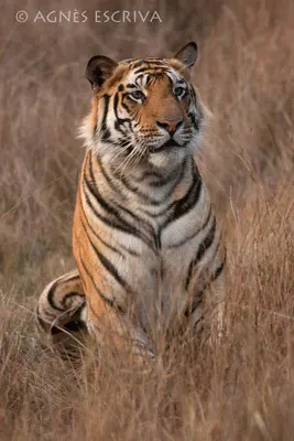 Jeune tigre regardant sa belle