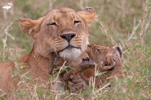 Charm, fille de Red, une des 3 grâces, mère des 3 lionceaux de 2 mois