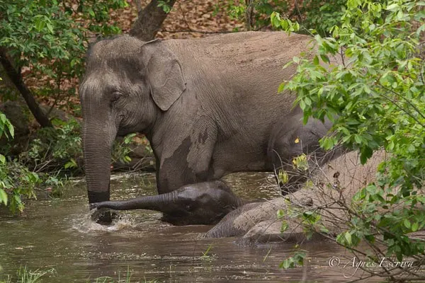 Le bain des éléphants 1