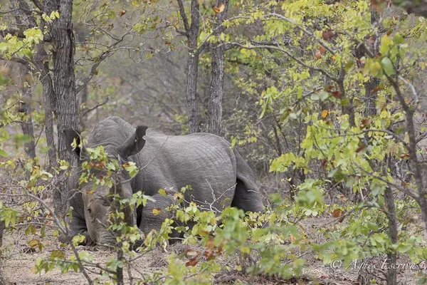 Timbavati - Afrique du Sud - Octobre 2016