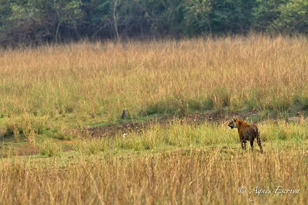 Jeune tigresse chassant, Telia, Tadoba