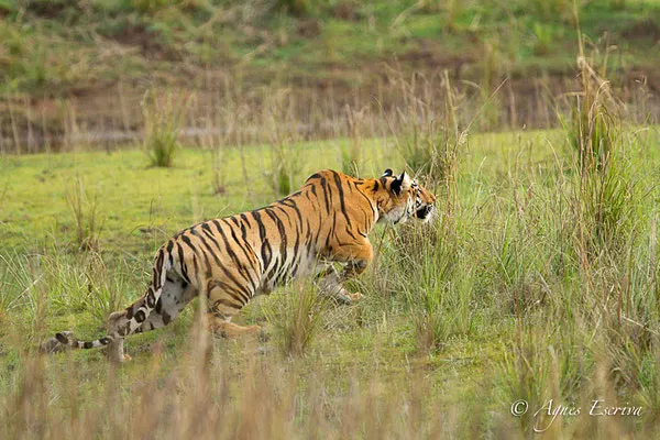 Jeune tigresse à la chasse, Telia, Tadoba