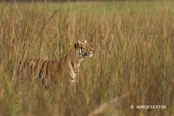 Jeune tigresse à la chasse, Telia, Tadoba