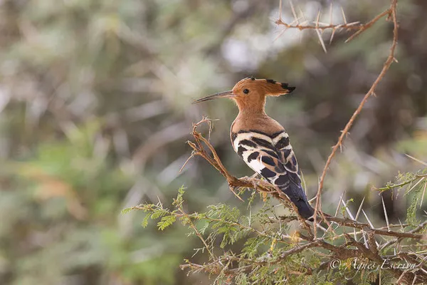 Samburu - Kenya février 2017