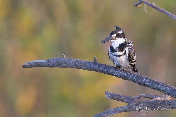 Baringo - Kenya été 2016