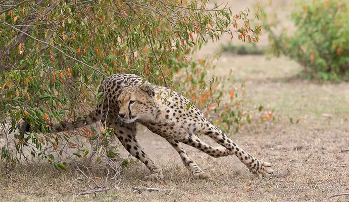 Mara - Kenya été 2017