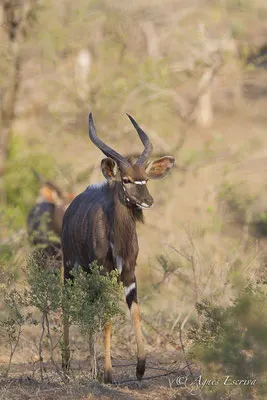 Timbavati - Afrique du Sud - Octobre 2016