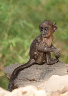 Bébé langur