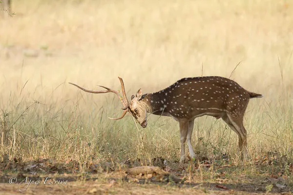 Cerf axis mâle