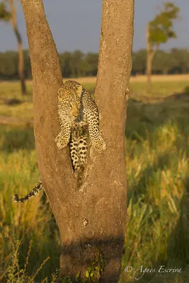 Mara - Kenya été 2016