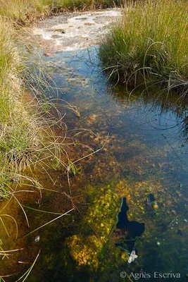 Upper Geyser Basin, Parc du Yellowstone
