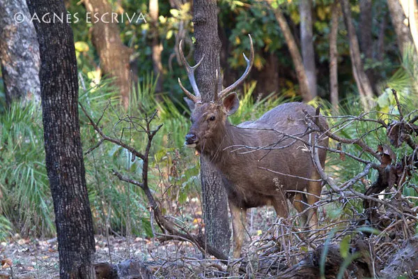 Sambar mâle