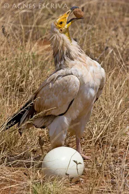 Samburu - Kenya 2008