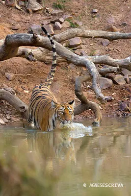 Jeune tigresse rentrant dans l'eau
