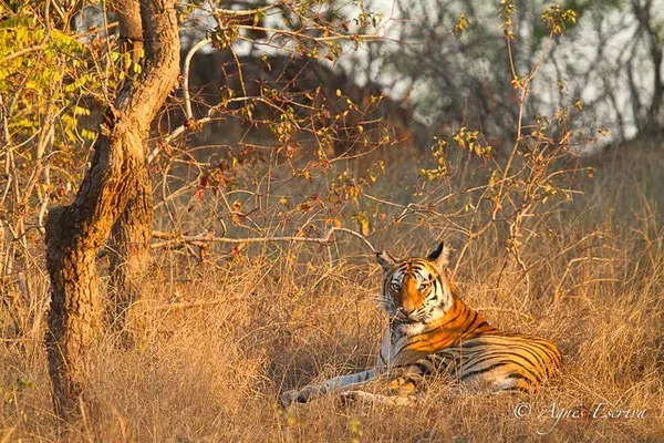 Kankati, tigresse de 6 ans, Bandhavgarh