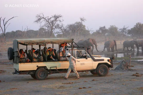 Eléphants au coucher de soleil, Botswana 2007