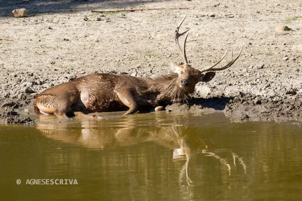 Sambar au bain