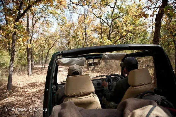 Intérieur jeep - Bandhavgarh, février 2010