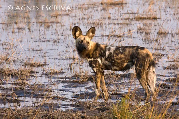 Botswana - 2008