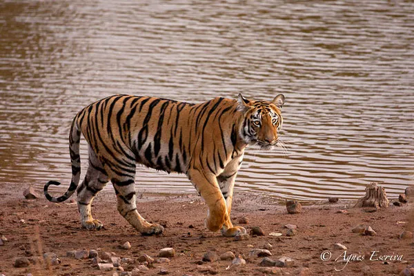 Jeune tigresse, Telia, Tadoba