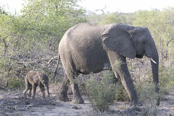 Timbavati - Afrique du Sud - Octobre 2016