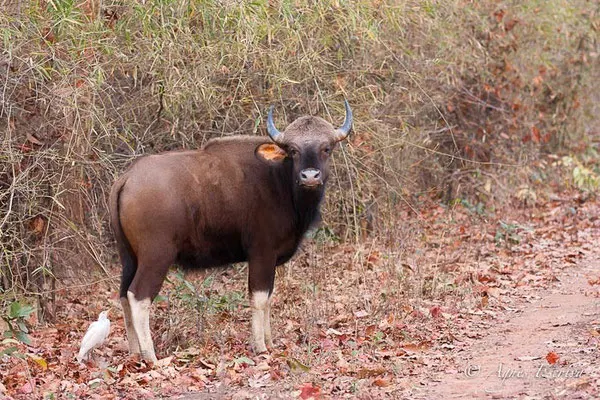 Gaur, bison indien