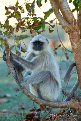 Singe entelle ou langur