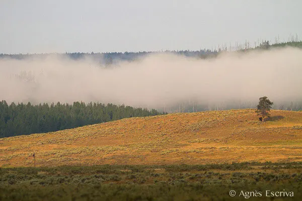 Yellowstone