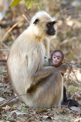 Singe entelle ou langur et son jeune