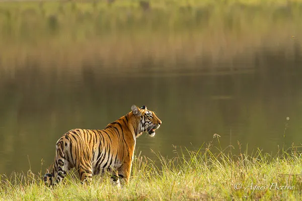 Jeune tigresse, Telia, Tadoba