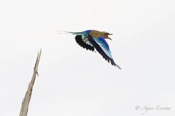 Mara - Kenya été 2016