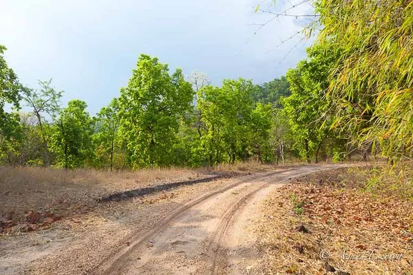 Piste, Bandhavgarh