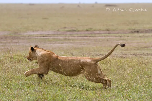 Jeune lionne de la bande des 6