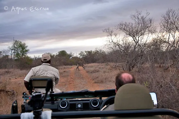 Timbavati  - Afrique du Sud, octobre 2010