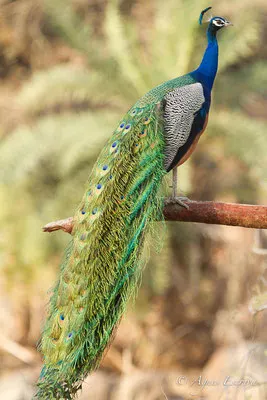 Paon mâle, Ranthambore