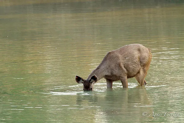 Sambar mangeant des végétaux sous l'eau