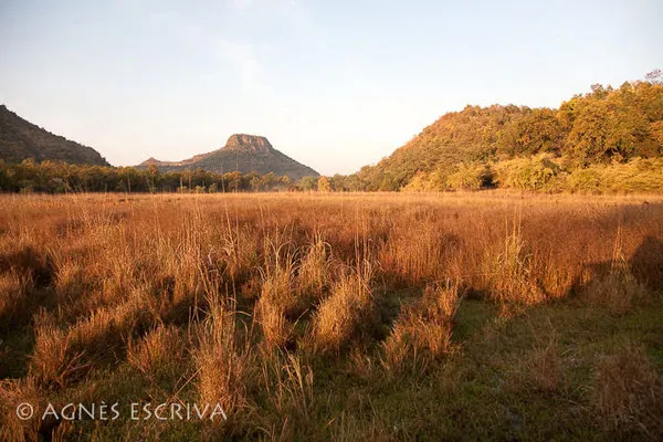 Paysage de Bandhavgarh