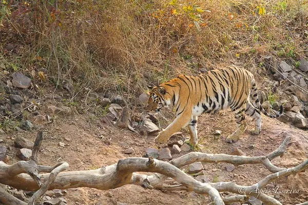 Jeune tigresse de 18 mois, Telia, Tadoba-Andhari