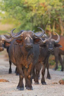 Timbavati - Afrique du Sud - Octobre 2016