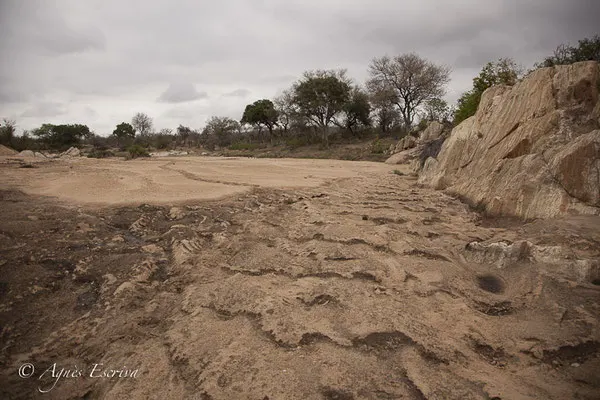 Timbavati - Afrique du Sud - Octobre 2016