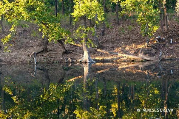 La forêt, Bandhavgarh