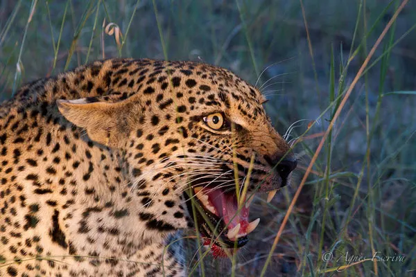 Afrique du Sud - février 2015