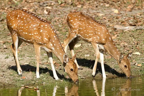 Cerf axis ou chital