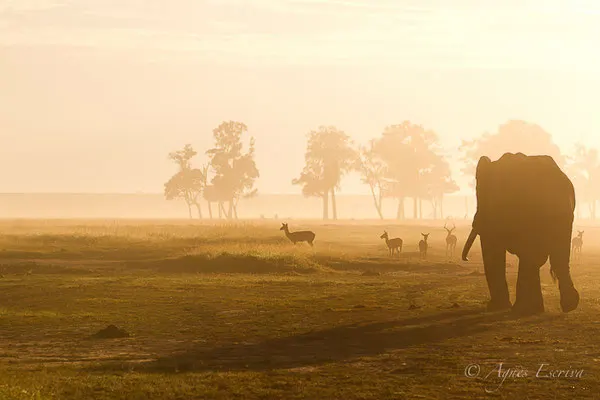 Mara - Kenya décembre 2015