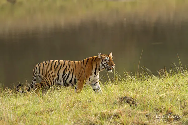 Jeune tigresse, Telia, Tadoba