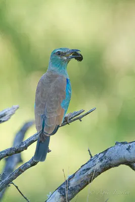 Afrique du Sud - février 2015