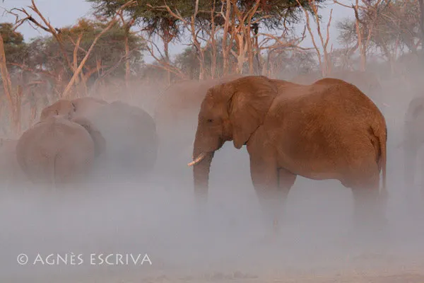 Eléphants dans la poussière - Botswana 2007